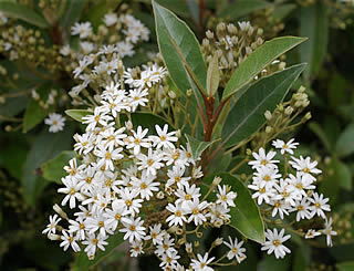 Olearia cheesemanii photographed at Pine Lodge Garden, St Austell, Cornwall, UK