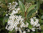 For more information on Olearia cheesemanii, and a larger view 30K