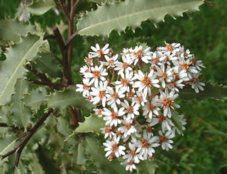 Olearia ilicifolia photographed at a Hebe Society member’s garden, Cheshire, UK
