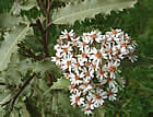 For more information on Olearia ilicifolia, and a larger view 30K