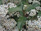 For more information on Olearia macrodonta, and a larger view 30K