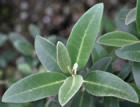For more information on Olearia ‘Waikariensis’, and a larger view 30K