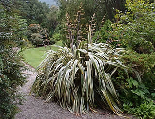 Phormium cookianum ‘Tricolor’ photographed at Arduaine Garden, Oban, Scotland, UK