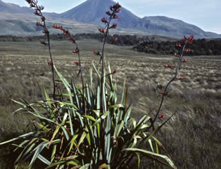 Phormium tenax photographed at Tongariro National Park, North Island, New Zealand
