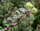 For more information on Pittosporum ‘Crinkles’, and a larger view 30K