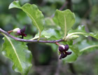 For more information on Pittosporum tenuifolium ‘Abbotsbury Gold’, and a larger view 30K