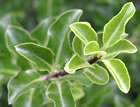 For more information on Pittosporum tenuifolium ‘Arundel Green’, and a larger view 30K
