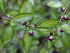 For more information on Pittosporum tenuifolium ‘Limelight’, and a larger view 30K