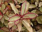 For more information on Pseudowintera colorata, and a larger view 30K
