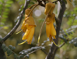 Sophora microphylla photographed at Duchy College, Rosewarne, Redruth, Cornwall, UK