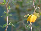 For more information on Sophora prostrata ‘Little Baby’, and a larger view 30K